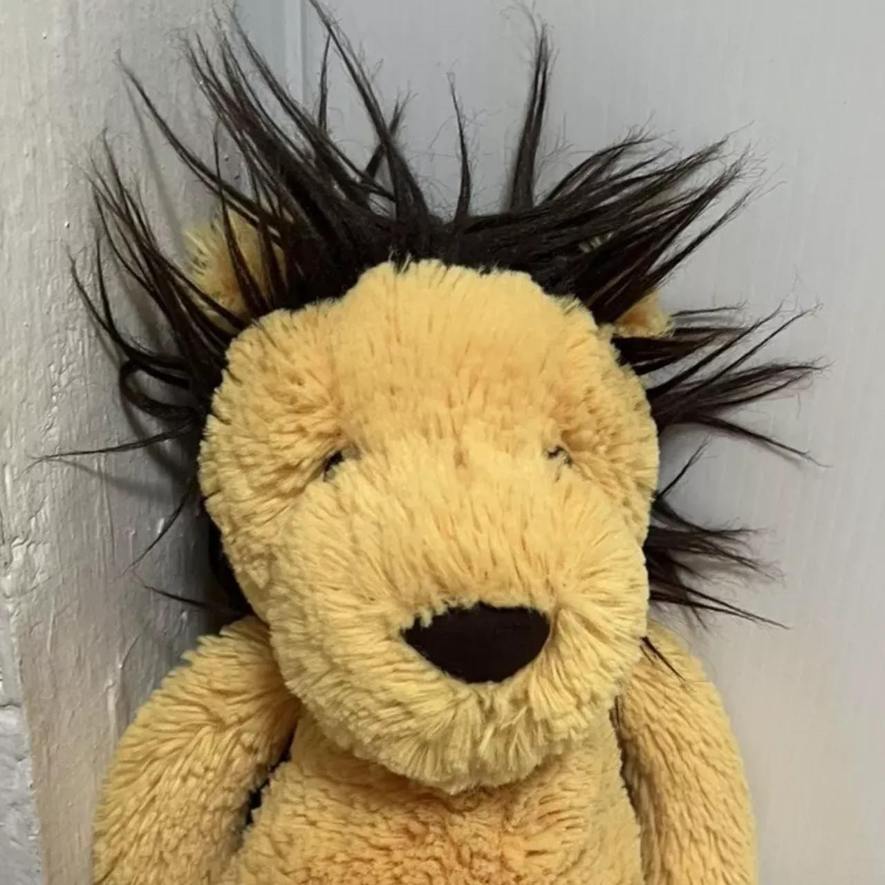 Bashful Lion black maine